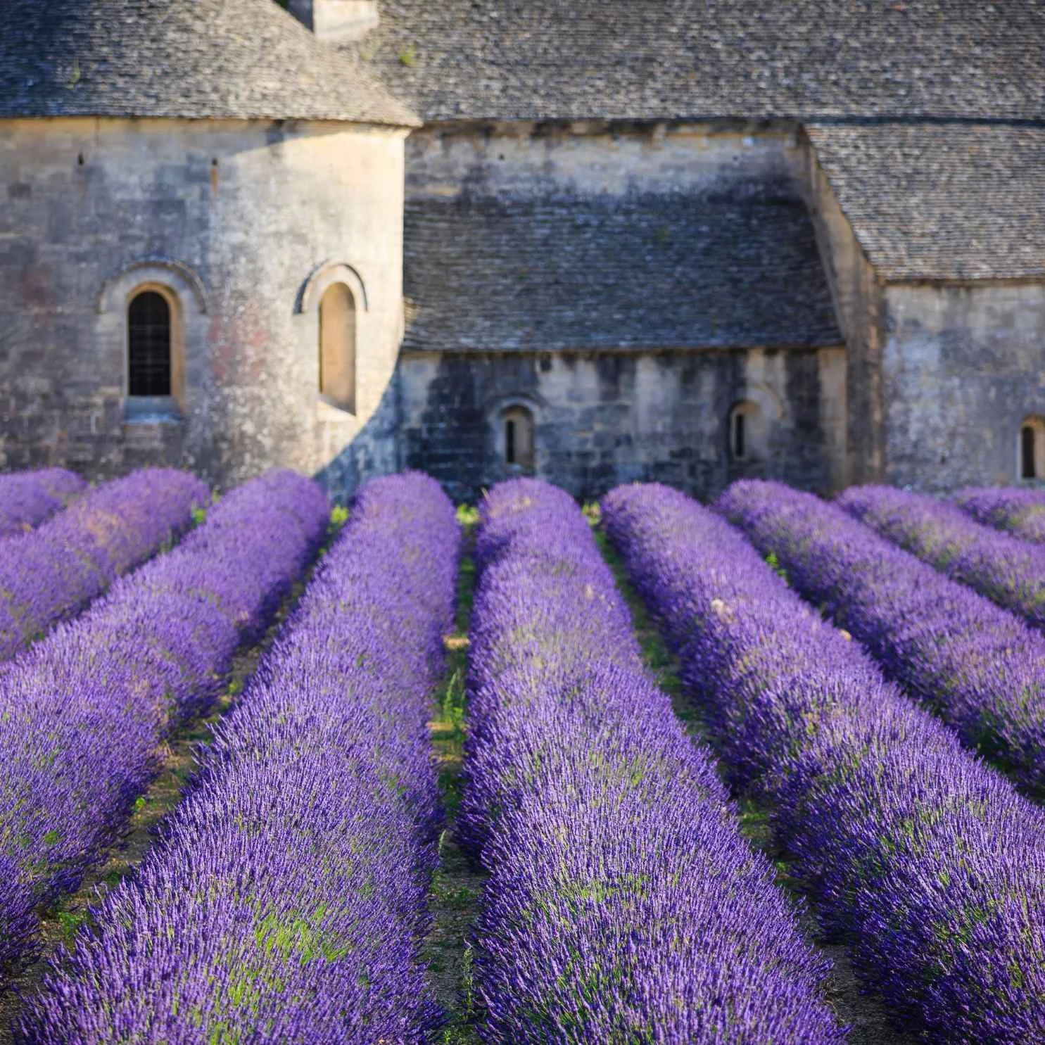 Women Only Provence Lavender Fields France Tour — Bold Spirit Travel